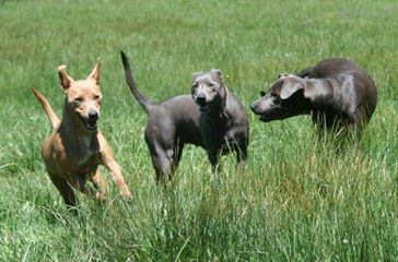 Georga Way Lacys - Dog Breeders