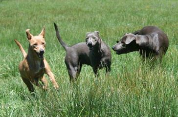 Blue Lacey/Walker Pups - Dog Breeders