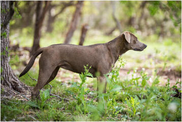 D-S Texas Lacy Dogs - Dog and Puppy Pictures