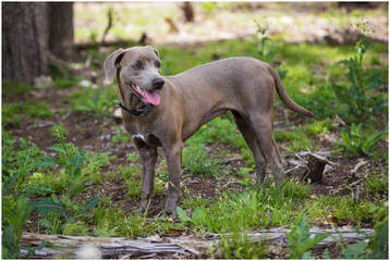 TrackStar Kennels - Dog and Puppy Pictures