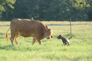 Graham’s Blue Lacys - Dog Breeders