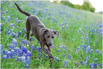 TrackStar Kennels - Dog and Puppy Pictures