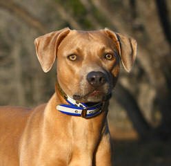 Blue Lacy Puppies - Dog and Puppy Pictures