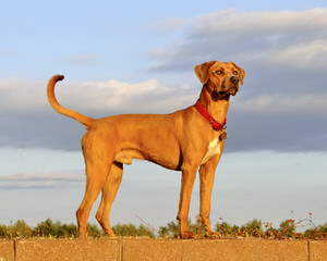 TrackStar Kennels - Dog Breeders