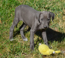 American Blue Lacys - Dog Breeders