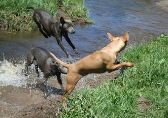 American Blue Lacy Dogs - Dog and Puppy Pictures