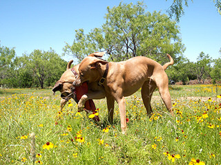 TrackStar Kennels - Dog and Puppy Pictures