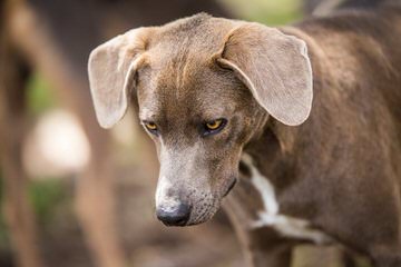 Graham’s Blue Lacys - Dog Breeders