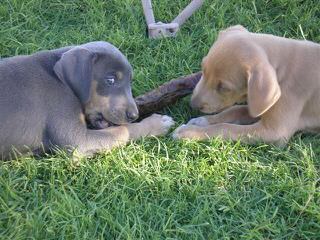 Catahoula/ Blue Lacy Pups - Dog and Puppy Pictures