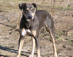 D-S Texas Lacy Dogs - Dog Breeders