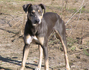 Blue Lacy Puppies - Dog and Puppy Pictures