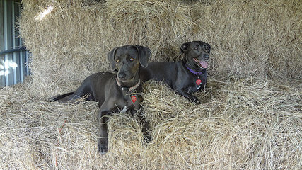 Blue Lacy Puppies - Dog and Puppy Pictures