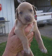 American Blue Lacy Dogs - Dog and Puppy Pictures