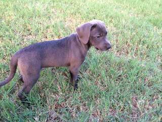 Catahoula/ Blue Lacy Pups - Dog Breeders