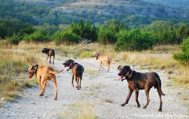 Baumbach Lacys - Dog Breeders