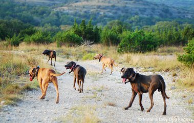 D-S Texas Lacy Dogs - Dog and Puppy Pictures