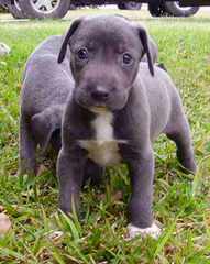 Blue Lacy Puppies - Dog Breeders
