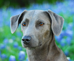 Catahoula/ Blue Lacy Pups - Dog Breeders