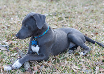 American Blue Lacys - Dog and Puppy Pictures