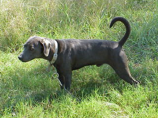 Blue Lacey/Walker Pups - Dog Breeders