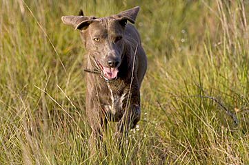 TrackStar Kennels - Dog Breeders