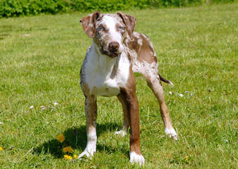 American Blue Lacys - Dog and Puppy Pictures