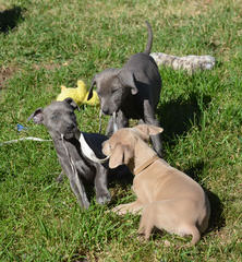Graham’s Blue Lacys - Dog and Puppy Pictures