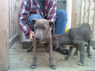 Catahoula/ Blue Lacy Pups - Dog and Puppy Pictures