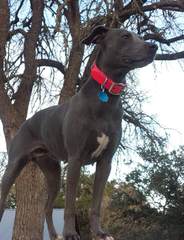 Blue Lacey/Walker Pups - Dog Breeders
