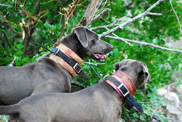 Baumbach Lacys - Dog Breeders