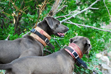 American Blue Lacy Dogs - Dog Breeders