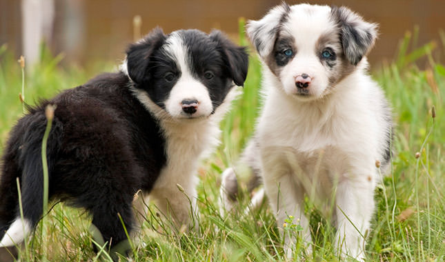 Border Collie Dogs and Puppies