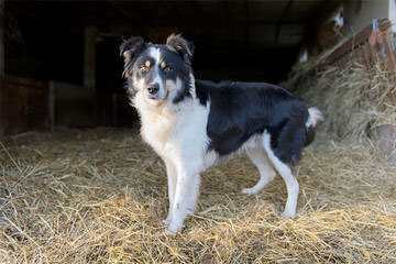 K&T Border Collies - Dog and Puppy Pictures