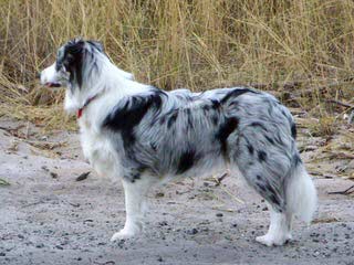 Robatife Border Collies - Dog Breeders