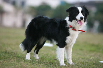 Jordyalan Border Collies - Dog and Puppy Pictures