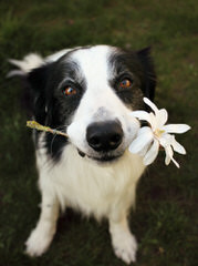 Highland Kennels Border Collies And Australian Kelpies. - Dog and Puppy Pictures