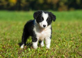 Robatife Border Collies - Dog Breeders