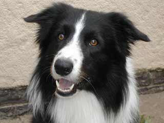 Rupproaring Border Collies - Dog Breeders