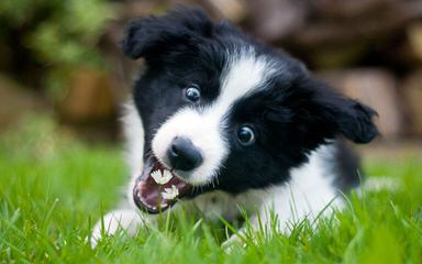 Wall 2 Wall Border Collies - Dog Breeders