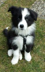 Red River Border Collies - Dog Breeders