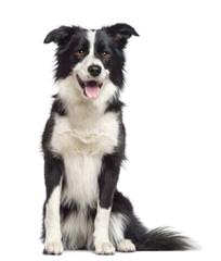 Red River Border Collies - Dog and Puppy Pictures