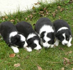 Border Collie Puppies - Dog and Puppy Pictures