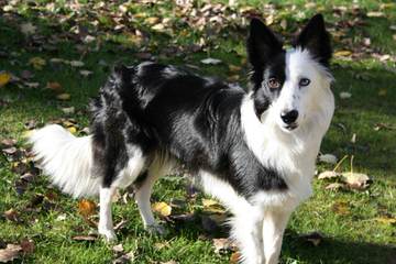 Red River Border Collies - Dog Breeders