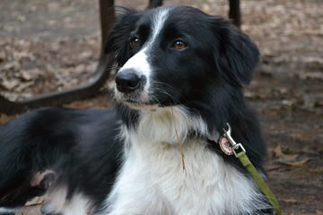 Riverrun Border Collies – Michigan, Usa - Dog Breeders