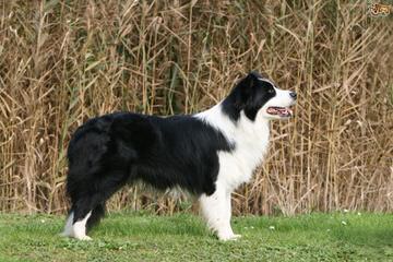 FLAT CREEK BORDER COLLIES - Dog and Puppy Pictures