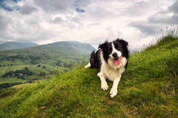 J. Mil Border Collies - Dog Breeders