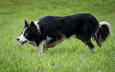 Seven Links Ranch Border Collies - Dog Breeders