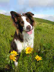Red River Border Collies - Dog Breeders