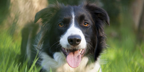 Flame of Phoenix border collie kennel - Dog Breeders