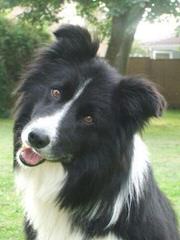 FLAT CREEK BORDER COLLIES - Dog and Puppy Pictures